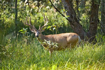 Maultierhirsch, Odocoileus hemionus, Yosemite Nationalpark, Kalifornien, USA