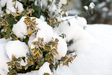snow on green leaves, in spring. Green bushes covered with white snow in a winter frosty park. A...