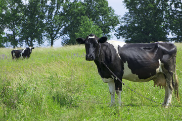 Dairy cow in the pasture. two cows. black and white young cow, stands on green grass. spring day. milk farm. home animal. cattle. the cow is grazing in the meadow. close-up