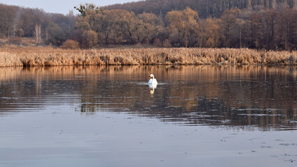 white swan swims in a lake. swan on the river, autumn background, with yellow leaves on a beautiful autumn, sunny day. wild bird in nature, natural habitat