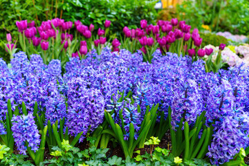 Obraz premium Vibrant Hyacinths and Tulips in Colorful Garden Background