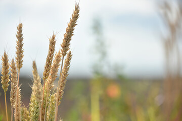 Fototapeta premium spikelets. Close-up of green spikelets of wheat, barley, against a background of green field and sky. Wheat harvest. Close-up, spikelets of cereals on an agricultural field, farming, with copy space.