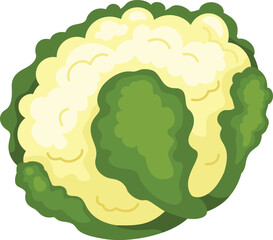 illustration of Cauliflower on a white background