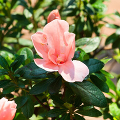 Rhododendron is one of the three famous wild flowers in China, one of the four major alpine flowers in the world, and is an important forest vegetation component.
