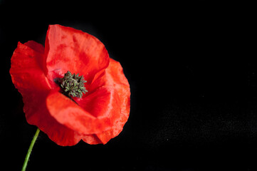 A beautiful red poppy on the black background
