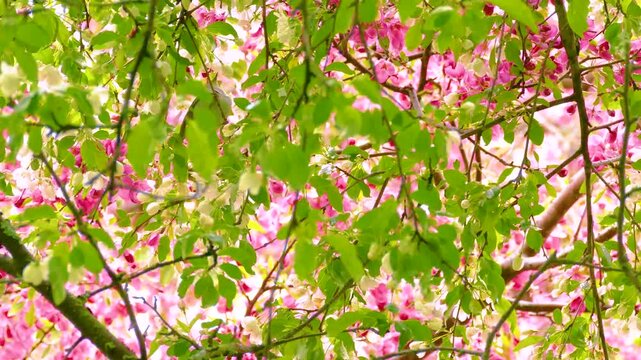 Warbler perched on branches surrounded by pink blossoms and vibrant green leaves, hopping from branch to branch