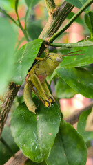 grasshoppers on orange trees