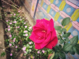 Mister Lincoln Rose-Hybrid tea-Exceptionally Fragrant