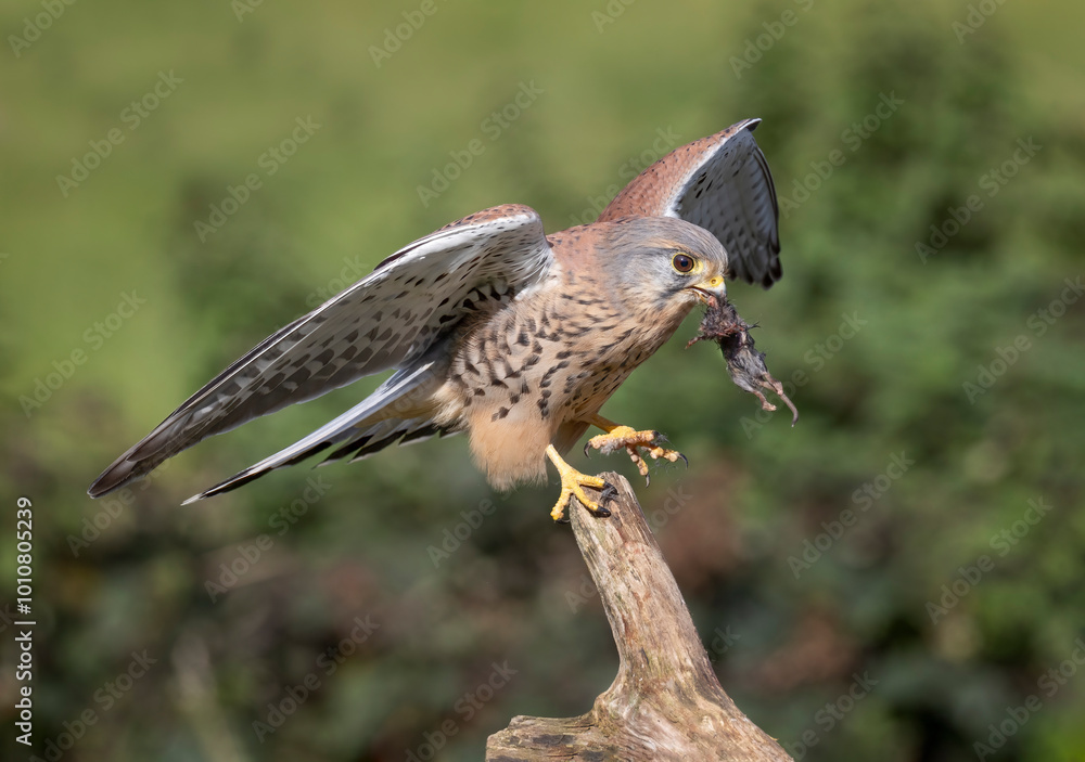 Poster a kestrel has just landed on a wooden branch. the close up photograph shows the bird with a small ro