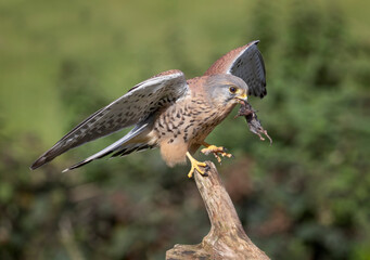 A kestrel has just landed on a wooden branch. The close up photograph shows the bird with a small rodent in its beak and wings are spread and an out of focus natural background