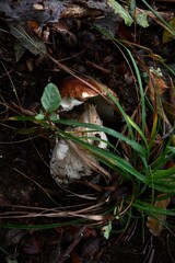 Fungo Boletus edulis che cresce in una foresta, primo piano