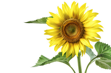 Obraz premium Flowers isolated on white background