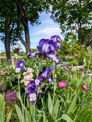flowers in the garden
