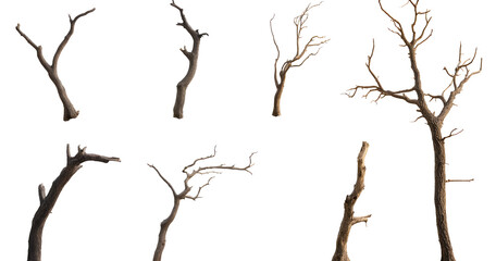 Obraz premium Set of various dead dry tree branch isolated on transparent background.&nbsp;