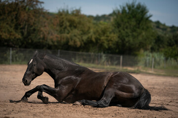 black horse on the farm 