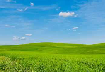 Green grass field with blue skybackground.