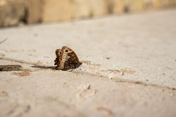 großer Waldportier Augenfalter