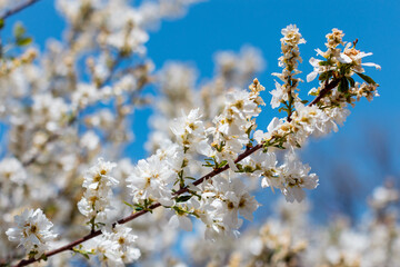 apple blossom in the garden spring time - Image