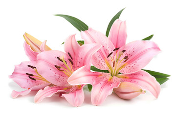 Fototapeta premium Flowers isolated on white background