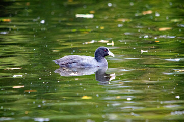 Blässhuhn schwimmt auf einem grünen Teich