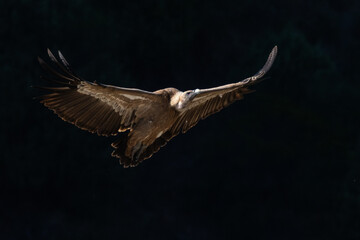 Eurasian griffon vulture (Gyps fulvus) flying in Monfrague National Park.  Spain, a renowned destination for bird watching