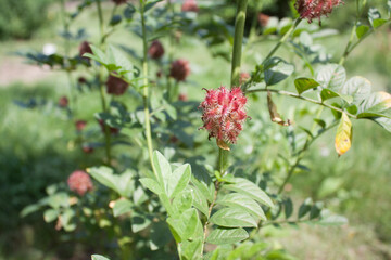 Glycyrrhiza uralensis (licorice) © Jacek Marciniak