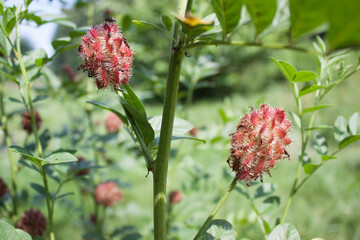 Glycyrrhiza uralensis (licorice) © Jacek Marciniak