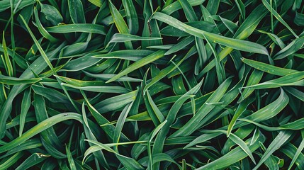 Fototapeta premium A neatly trimmed lawn with vibrant green grass, perfect for a summer background