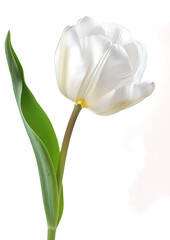 Flowers isolated on white background