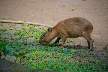 Adult and young capybara -hydrochoerus hydrochaeris