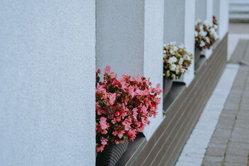 Colorful blooming flowers in planters along a modern building’s wall during daylight hours