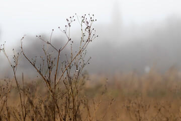 Picture of autumn cloudy weather.Dry grass with a web and raindrops in late autumn