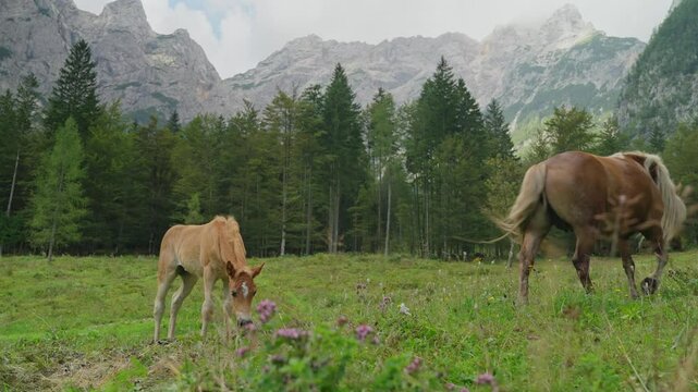 Haflinger horses graze in a scenic mountain meadow in the Robanov Kot valley, Slovenia