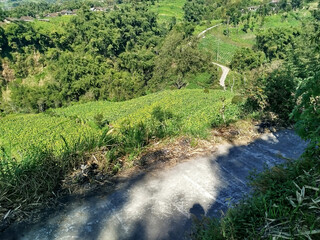 road with mountain background. rural road in mountain area with many trees which is cool and fresh