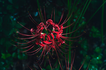 【リコリス】秋に咲く真っ赤な彼岸花　水滴を纏った撮影