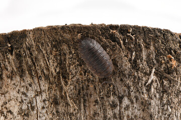 Close-up of a common woodlouse. Detailed closeup on a grey.