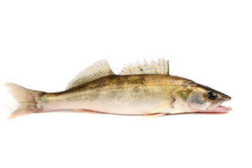 Zander river fish. Pike perch fish isolated on white.