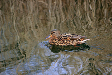 A female mallard on Seongbukcheon Creek near Seongbuk-gu, Seoul, Korea