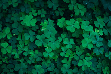 Green background with three-leaved shamrocks, Lucky Irish Four Leaf Clover in the Field for St....
