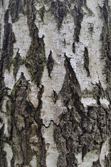 Tree bark texture. Birch bark, close-up.