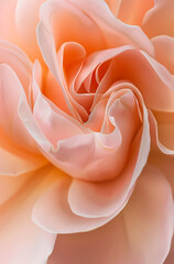 Plant flower background