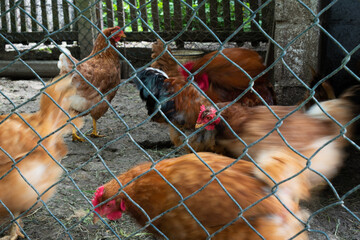 Hens walk in hen coop with motion blur © slobodan