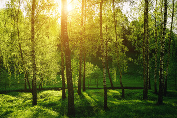 Grove of birches with young green leaves at sunset or sunrise in spring or summer. Vintage film aesthetic.