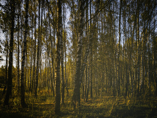 Birch grove with golden leaves in golden autumn, illuminated by the sun at sunset or dawn. Aesthetics of vintage film.