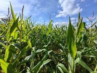 corn field against sky