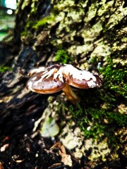 mushroom in the forest