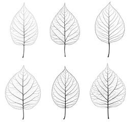 Obraz premium delicate leaf designs artistic illustrations various shapes transparent background