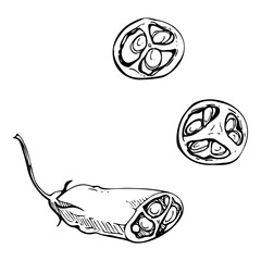 Mexican chili bell pepper, spicy vegetable jalapeno habanero salad ingredient. Hand drawn ink vector Isolated illustration. Design snack bar, delivery restaurant cafe menu, recipe book, farmers market