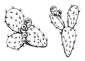 Nature tropical exotic desert plant succulent cactus aloe agave nopal. Hand drawn ink vector illustration isolated on white. Design travel, vacation brochure, print, botanical garden, greenhouse ads