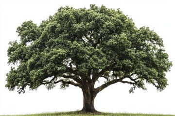 village tree isolated on white background